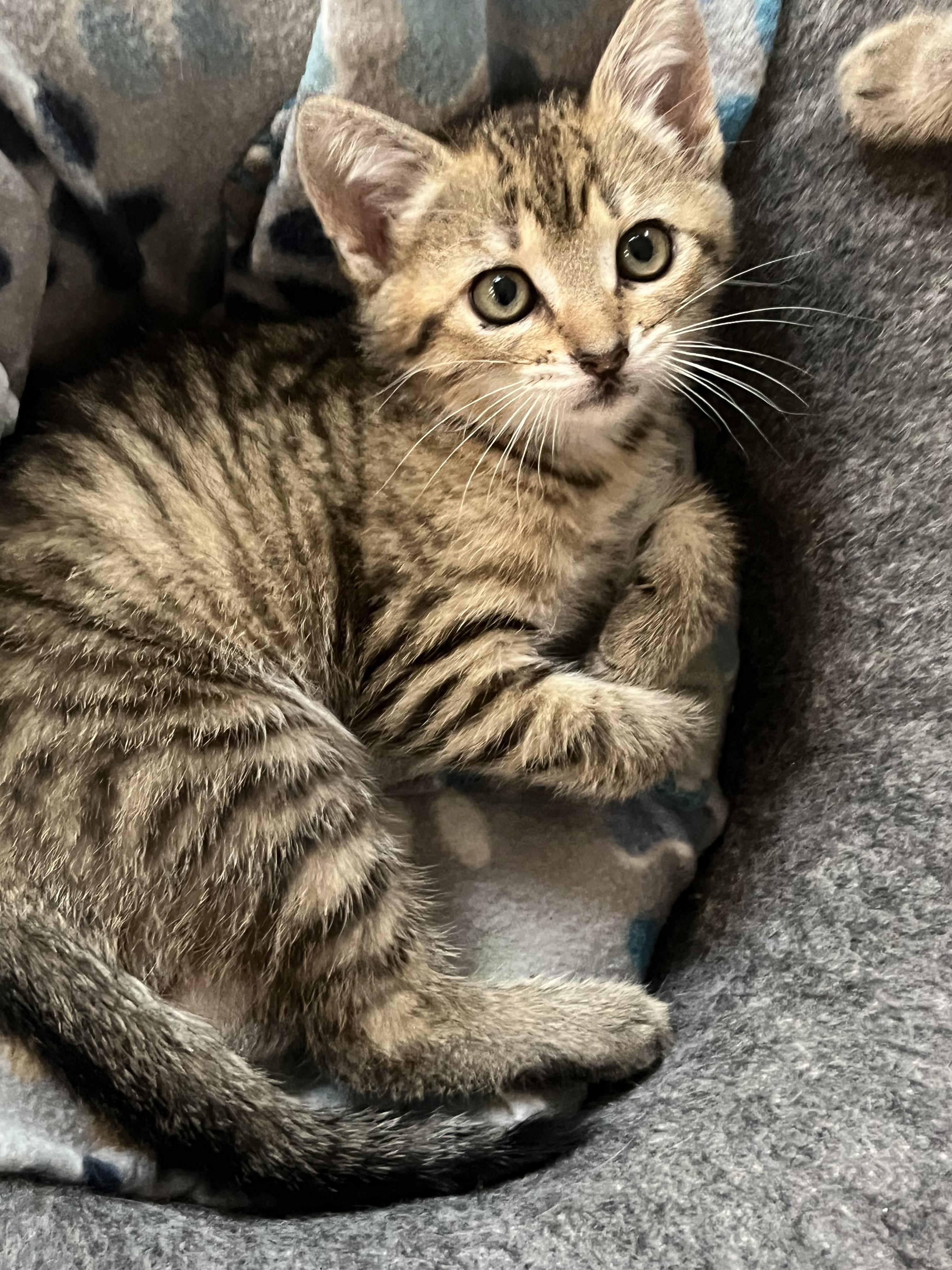 Toffee, ADOPTABLE, Kitten Female Tabby.