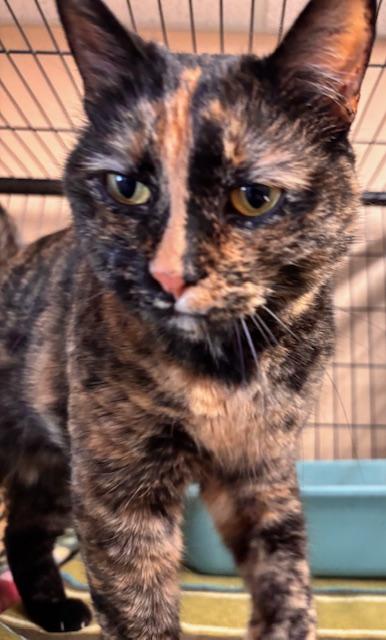 Leigh Ray, a Adoptable Domestic Short Hair in Davenport, IA image 1/3