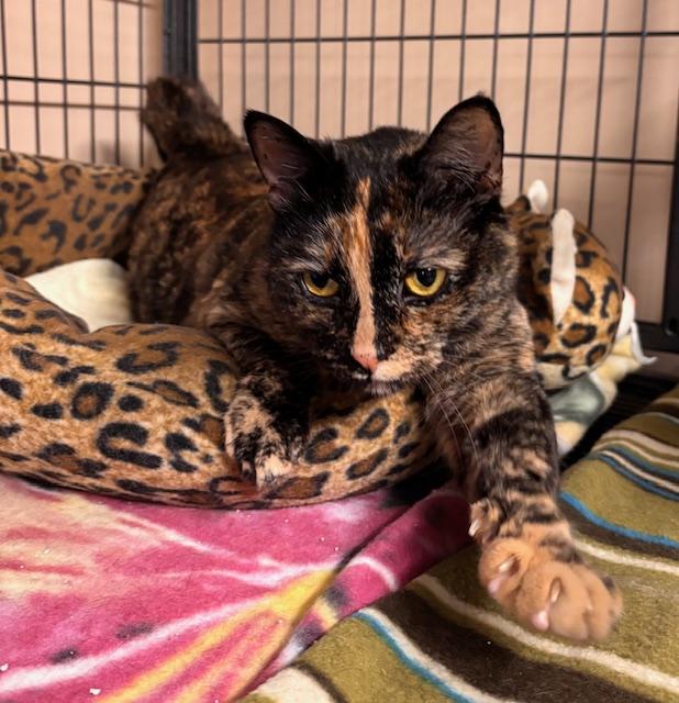 Leigh Ray, Adoptable, Adult Female Domestic Short Hair.