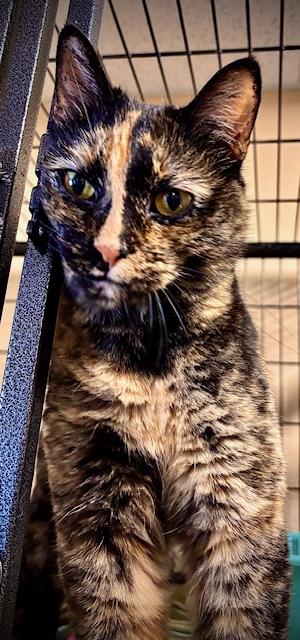 Leigh Ray, a Adoptable Domestic Short Hair in Davenport, IA image 3/3