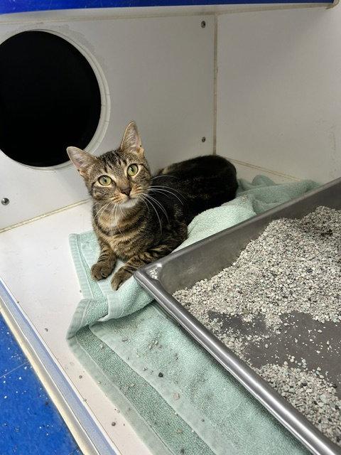 Enlarge sonoma 10 months old AVA 9/23, a Adopted Domestic Short Hair in Sterling, MA image 1/1