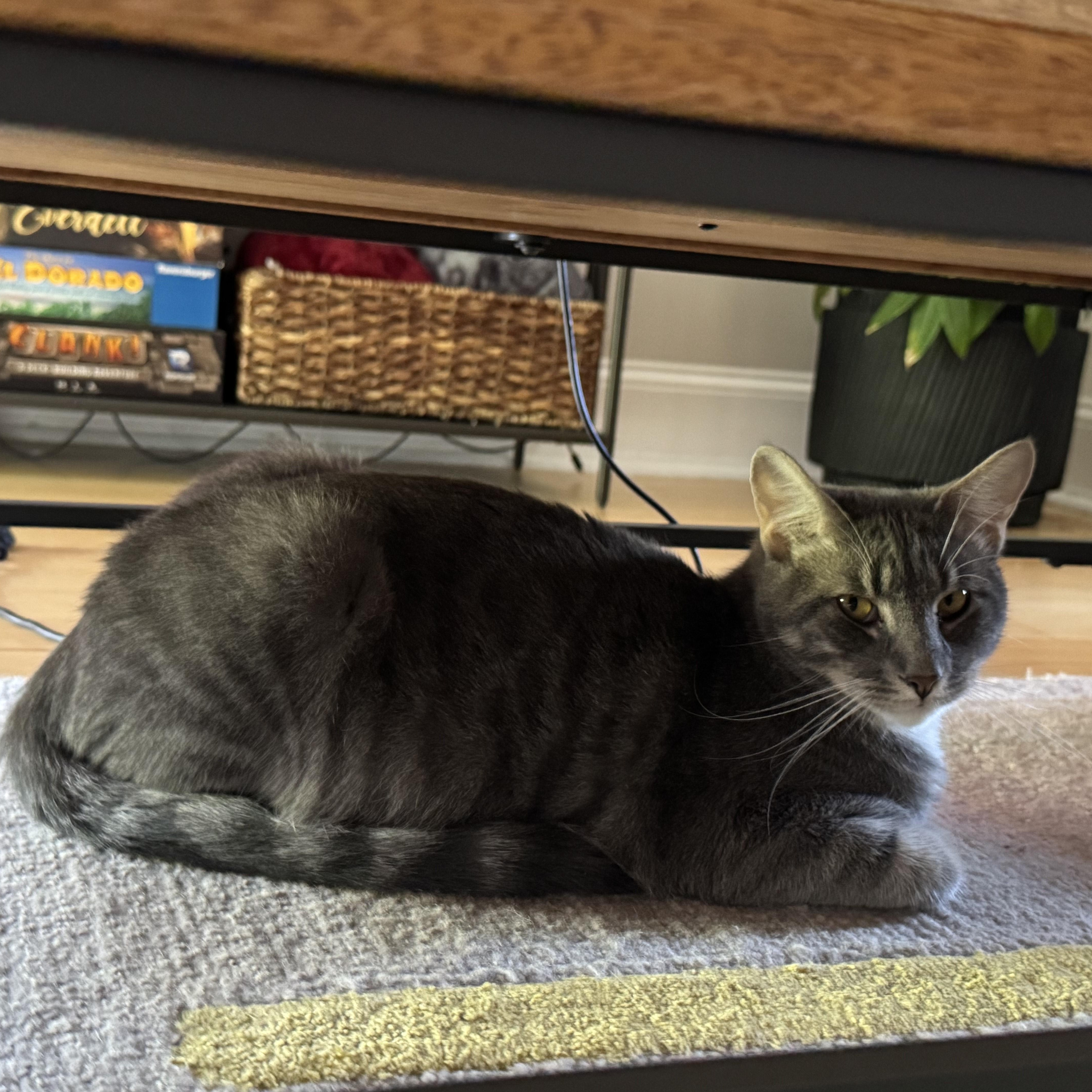 Enlarge Tostito and Taki, an adoptable Domestic Long Hair in Bellmawr, NJ image 4/5