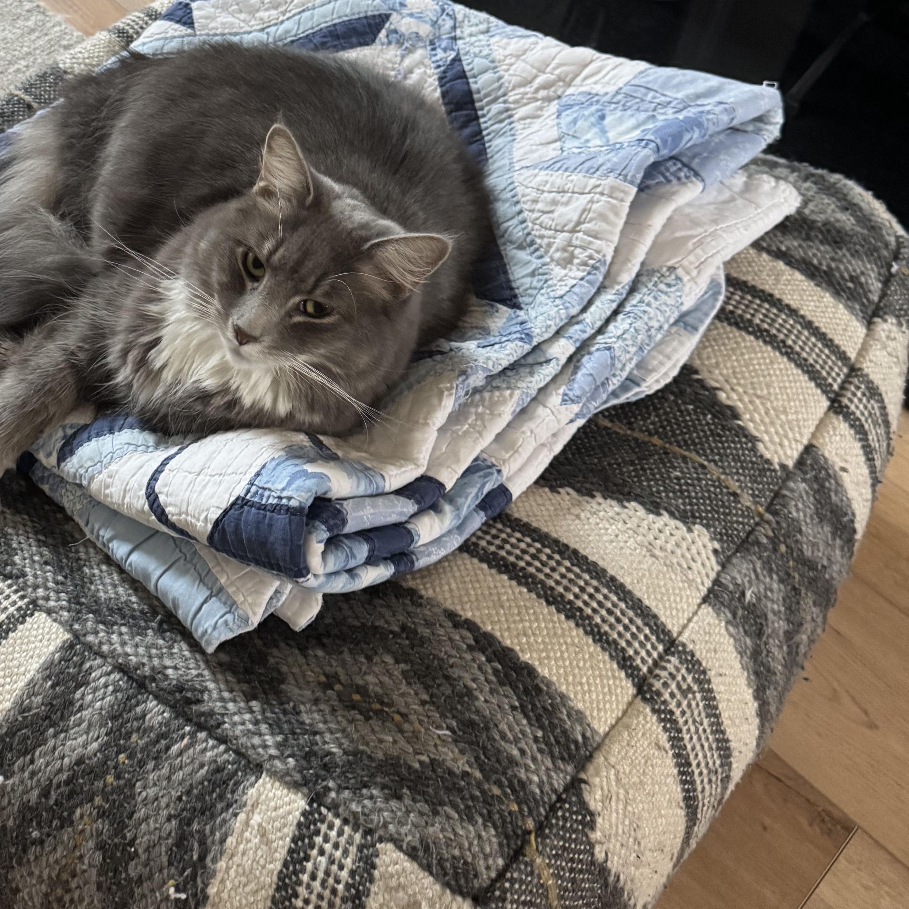 Enlarge Tostito and Taki, an adoptable Domestic Long Hair in Bellmawr, NJ image 3/5