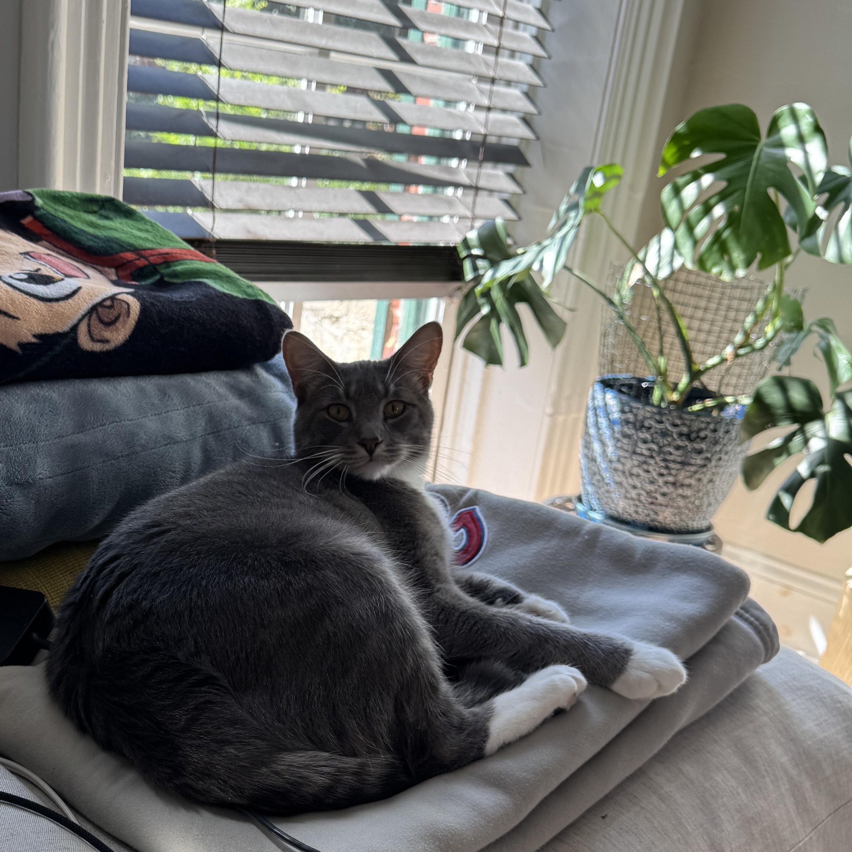 Enlarge Tostito and Taki, an adoptable Domestic Long Hair in Bellmawr, NJ image 2/5