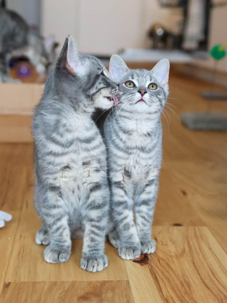 Enlarge Katara & Sokka, a Adoptable Domestic Short Hair in Montreal, QC image 2/6
