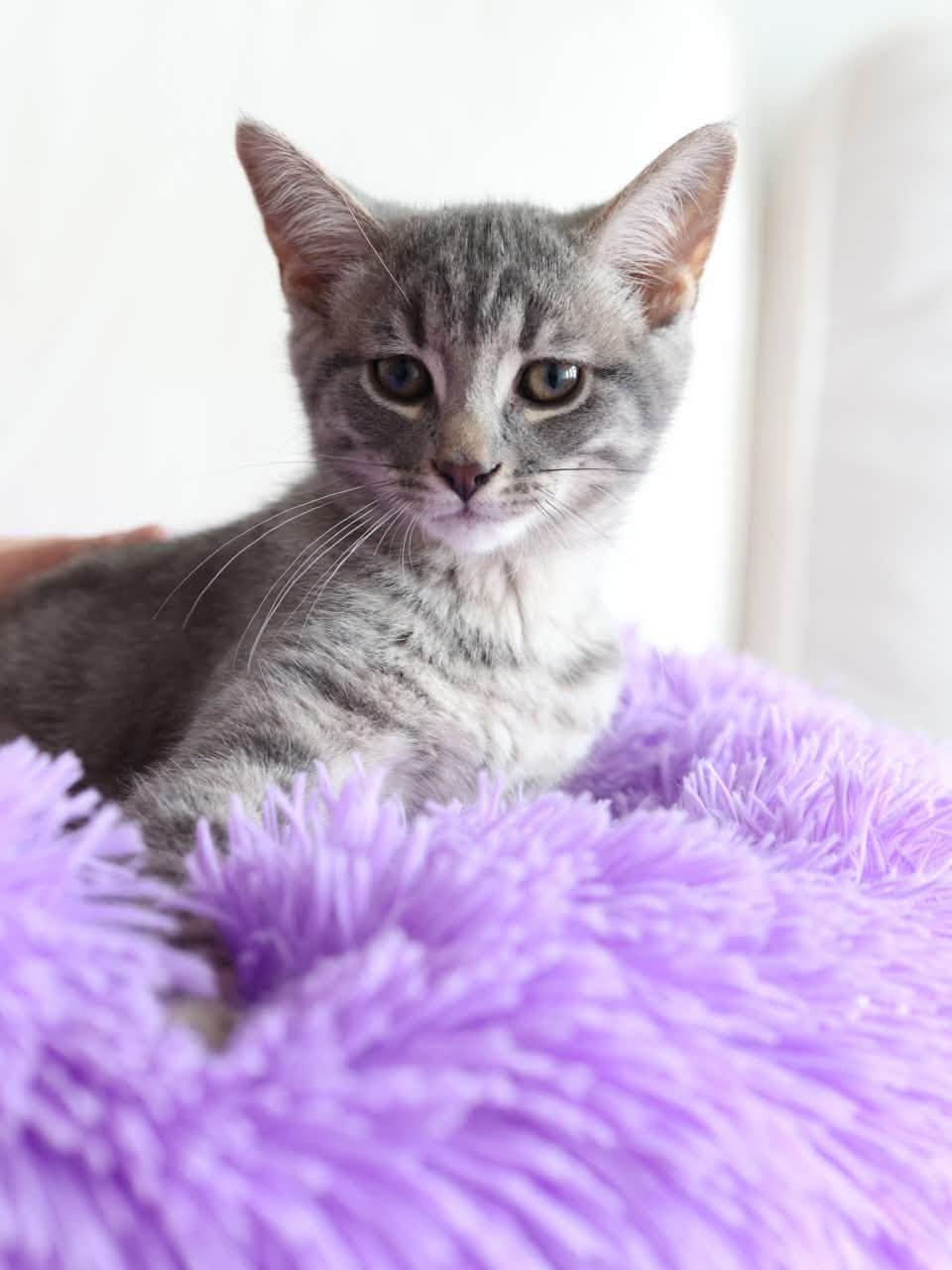 Enlarge Katara & Sokka, a Adoptable Domestic Short Hair in Montreal, QC image 4/6