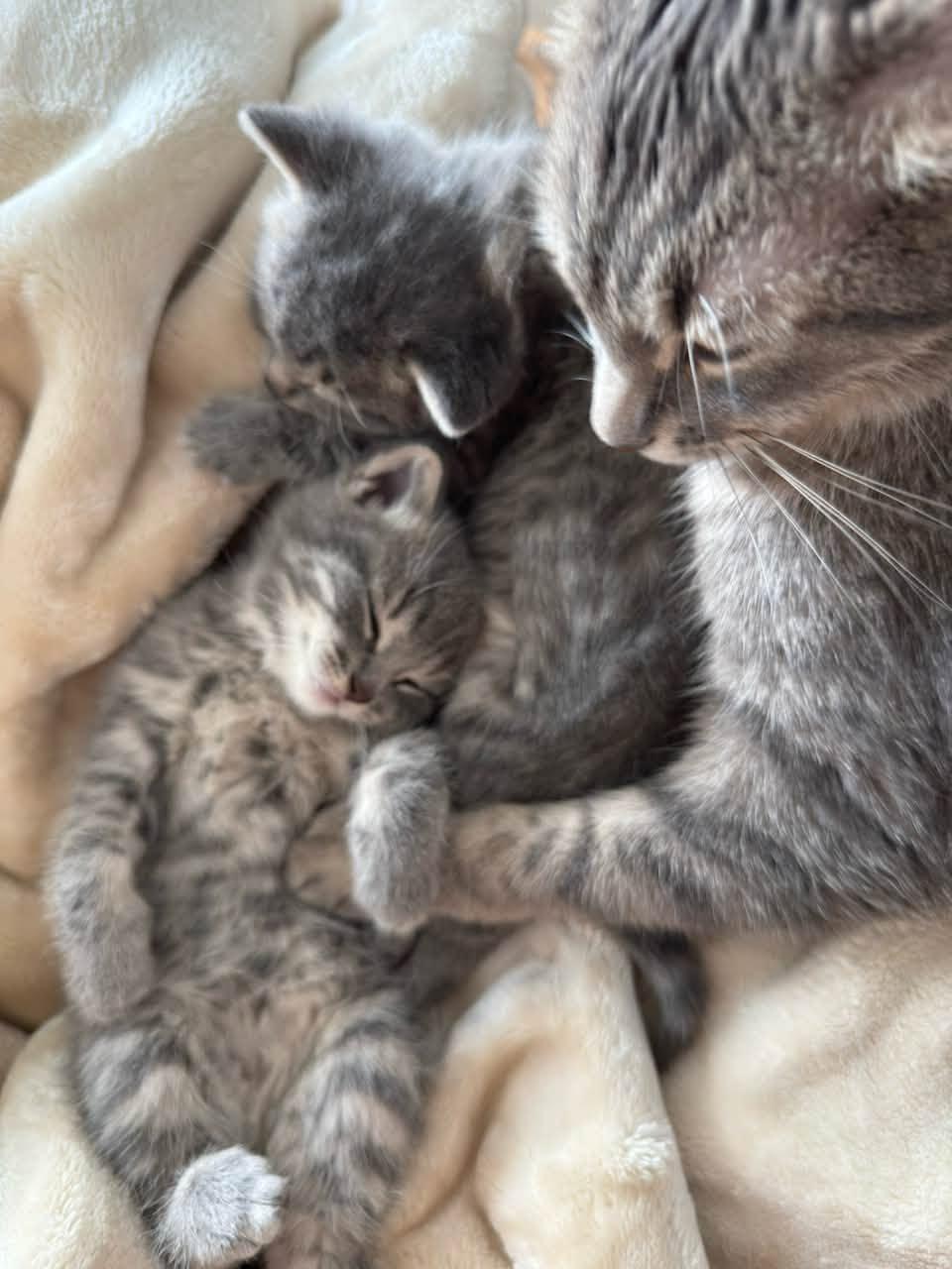 Enlarge Katara & Sokka, a Adoptable Domestic Short Hair in Montreal, QC image 6/6