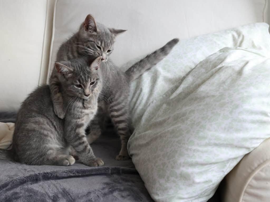 Enlarge Katara & Sokka, a Adoptable Domestic Short Hair in Montreal, QC image 3/6
