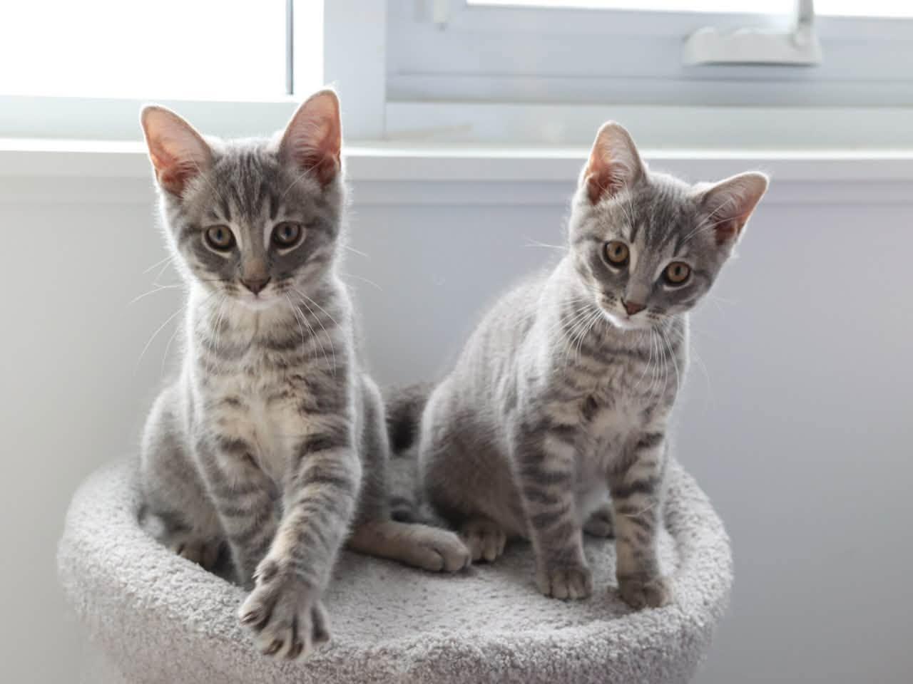 Katara & Sokka, ADOPTABLE, Kitten Female Domestic Short Hair.