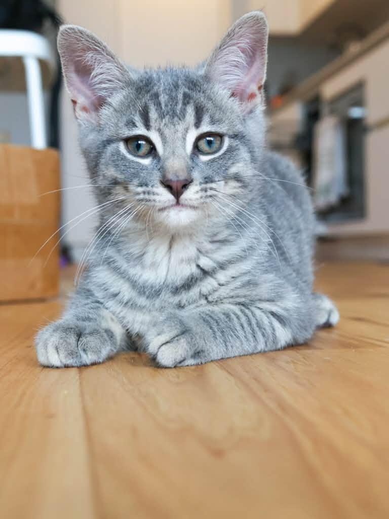 Enlarge Katara & Sokka, a Adoptable Domestic Short Hair in Montreal, QC image 5/6
