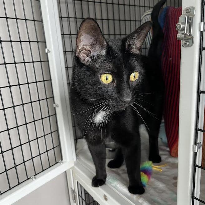 Enlarge Riku, a Adoptable Domestic Short Hair in Chicago, IL image 1/3