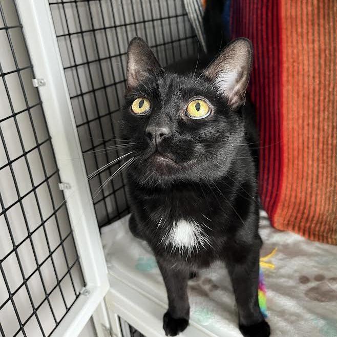 Enlarge Riku, a Adoptable Domestic Short Hair in Chicago, IL image 2/3