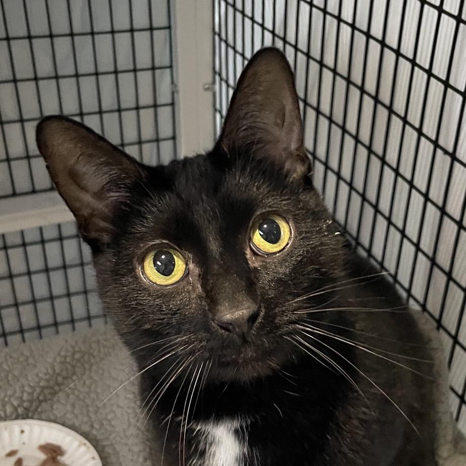 Enlarge Riku, a Adoptable Domestic Short Hair in Chicago, IL image 3/3