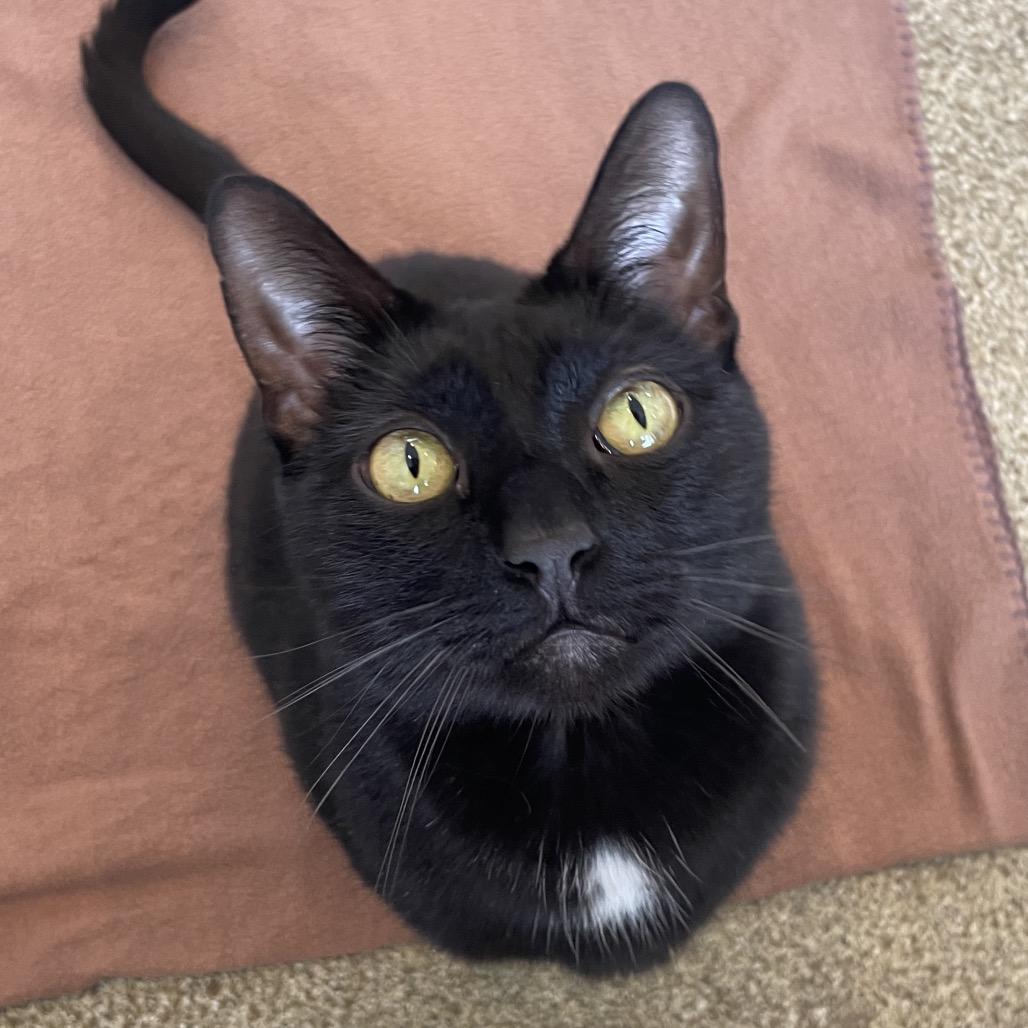 Riku, Adoptable, Adult Male Domestic Short Hair.