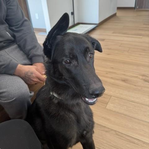 Deimos Courtesy Listed, a ADOPTABLE mixed breed in Midland, MI image 2/6