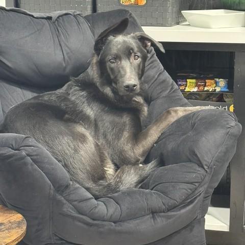 Deimos Courtesy Listed, a ADOPTABLE mixed breed in Midland, MI image 5/6