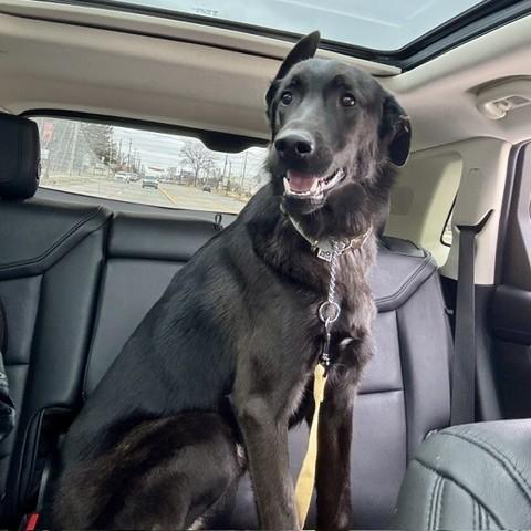 Deimos Courtesy Listed, a ADOPTABLE mixed breed in Midland, MI image 4/6