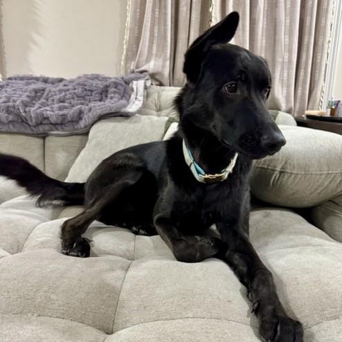 Deimos Courtesy Listed, ADOPTABLE, Young Male German Shepherd Dog.