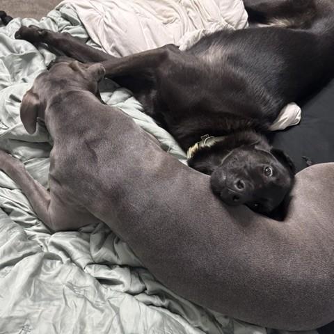 Deimos Courtesy Listed, a ADOPTABLE mixed breed in Midland, MI image 6/6