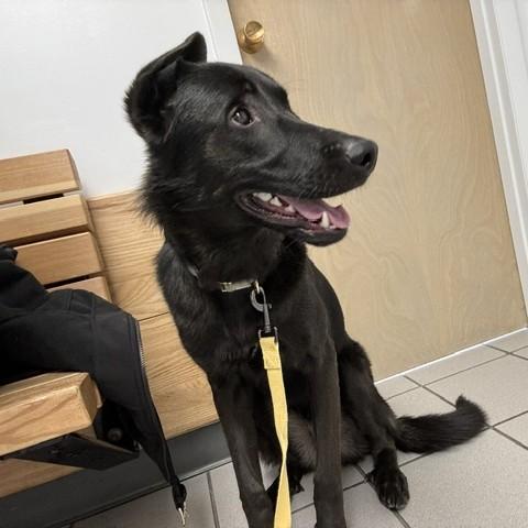 Deimos Courtesy Listed, a ADOPTABLE mixed breed in Midland, MI image 3/6
