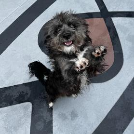 Rocky, Adoptable, Young Male Yorkshire Terrier & Mixed Breed.