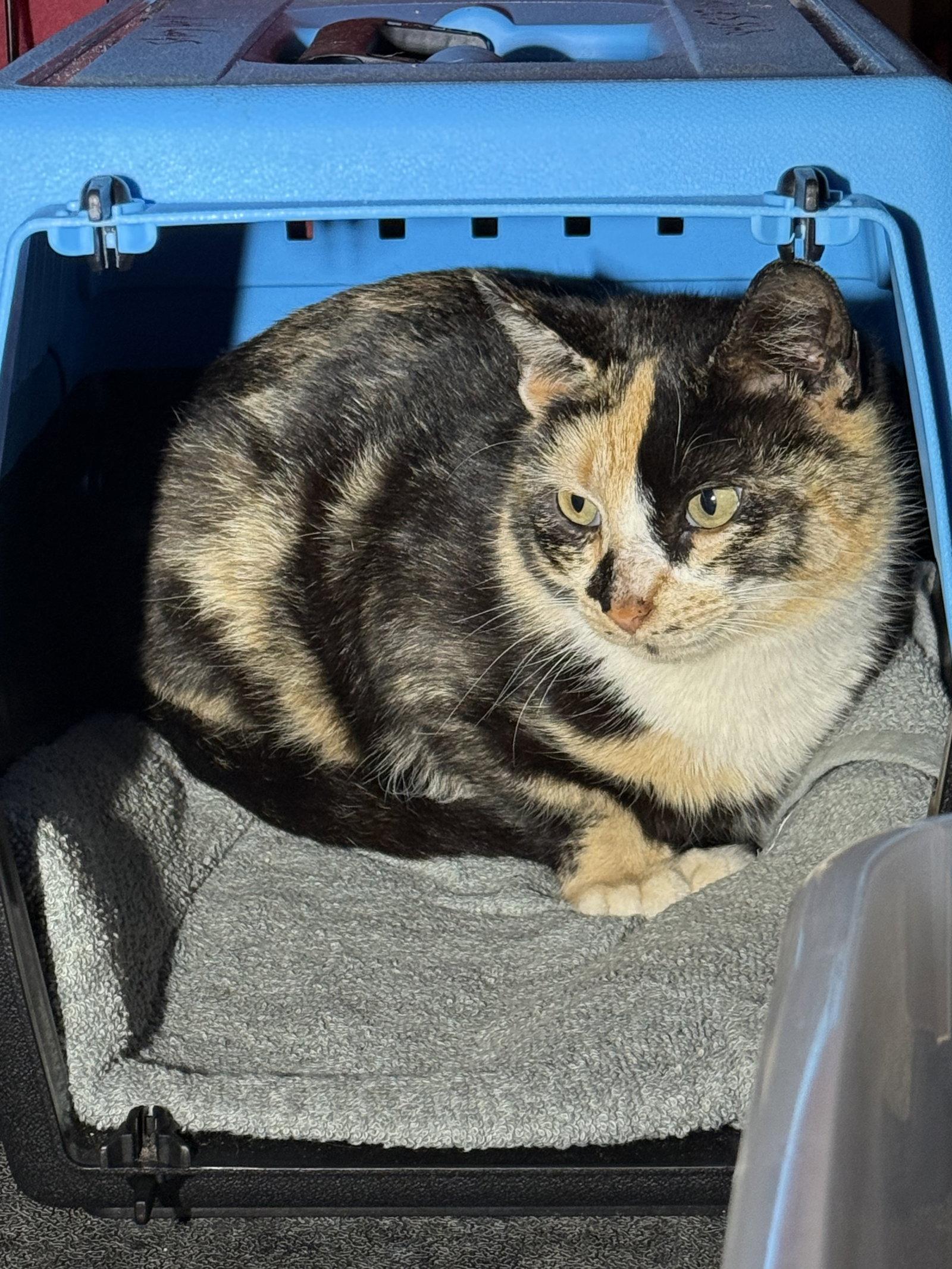 Sparkle, Adoptable, Adult Female Domestic Short Hair.