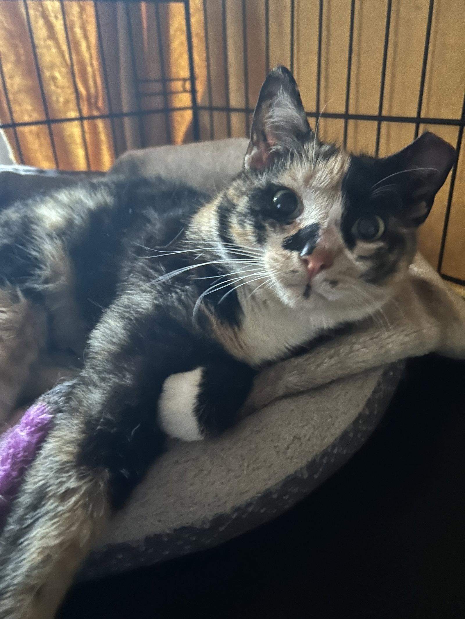 Enlarge Sparkle, a Adoptable Domestic Short Hair in Fishkill, NY image 2/2