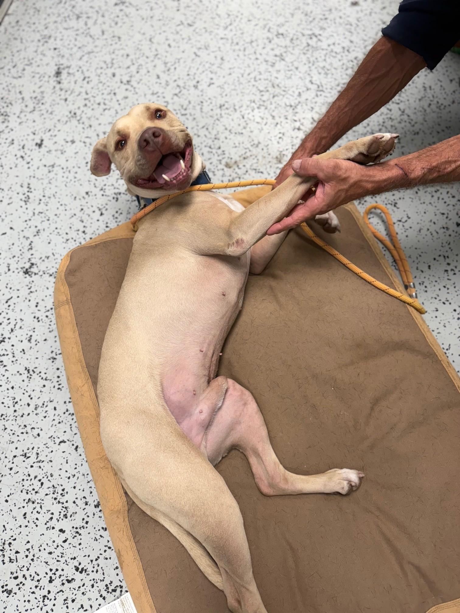 Toby, an adoptable American Staffordshire Terrier in Bellaire, MI, 49615 | Photo Image 1