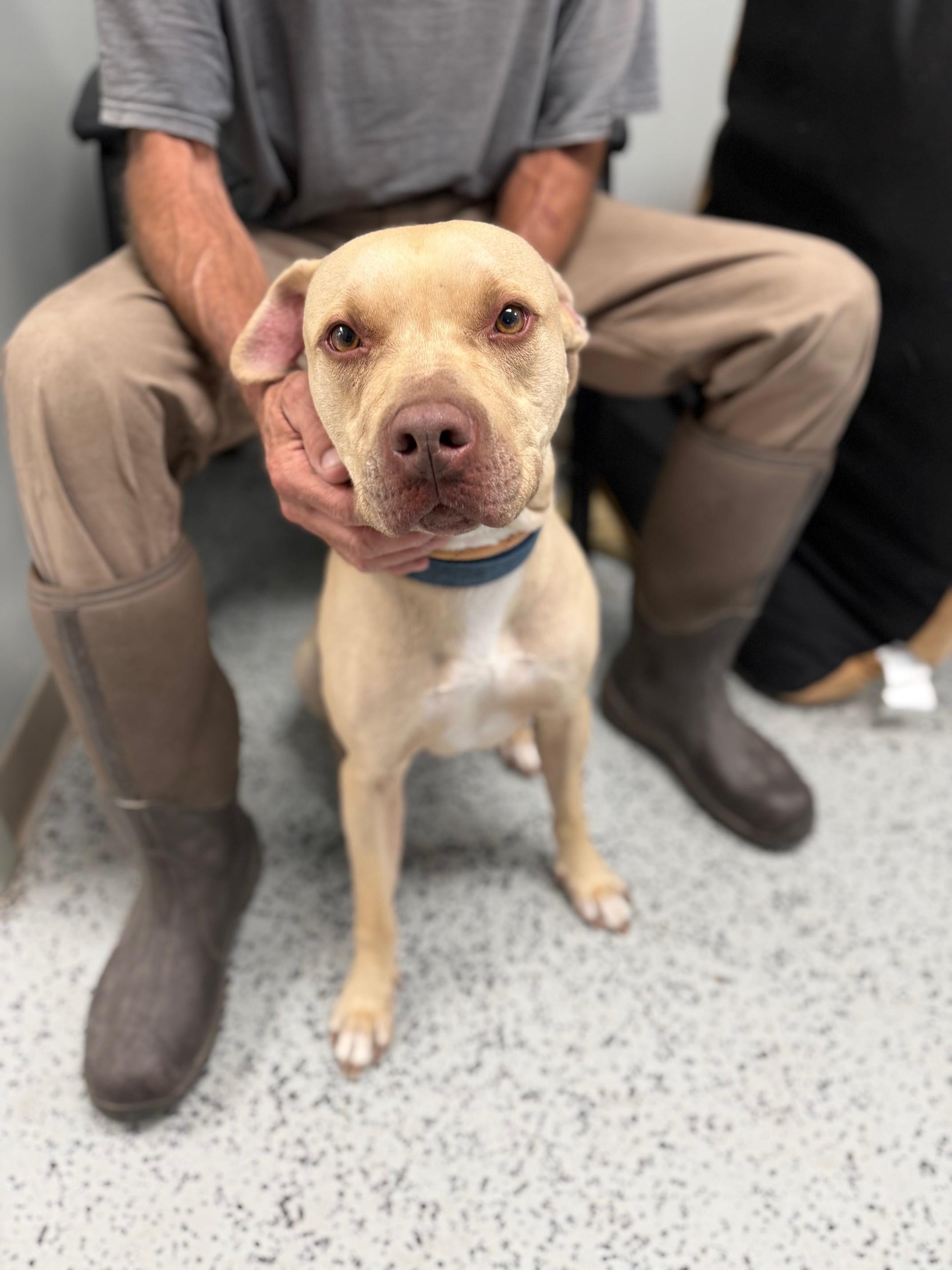 Toby, an adoptable American Staffordshire Terrier in Bellaire, MI, 49615 | Photo Image 3