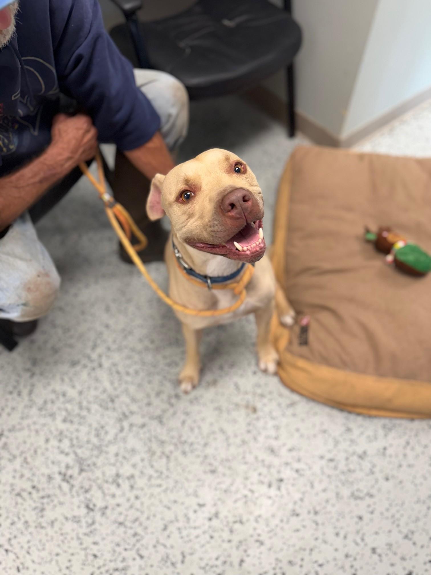 Toby, an adoptable American Staffordshire Terrier in Bellaire, MI, 49615 | Photo Image 2