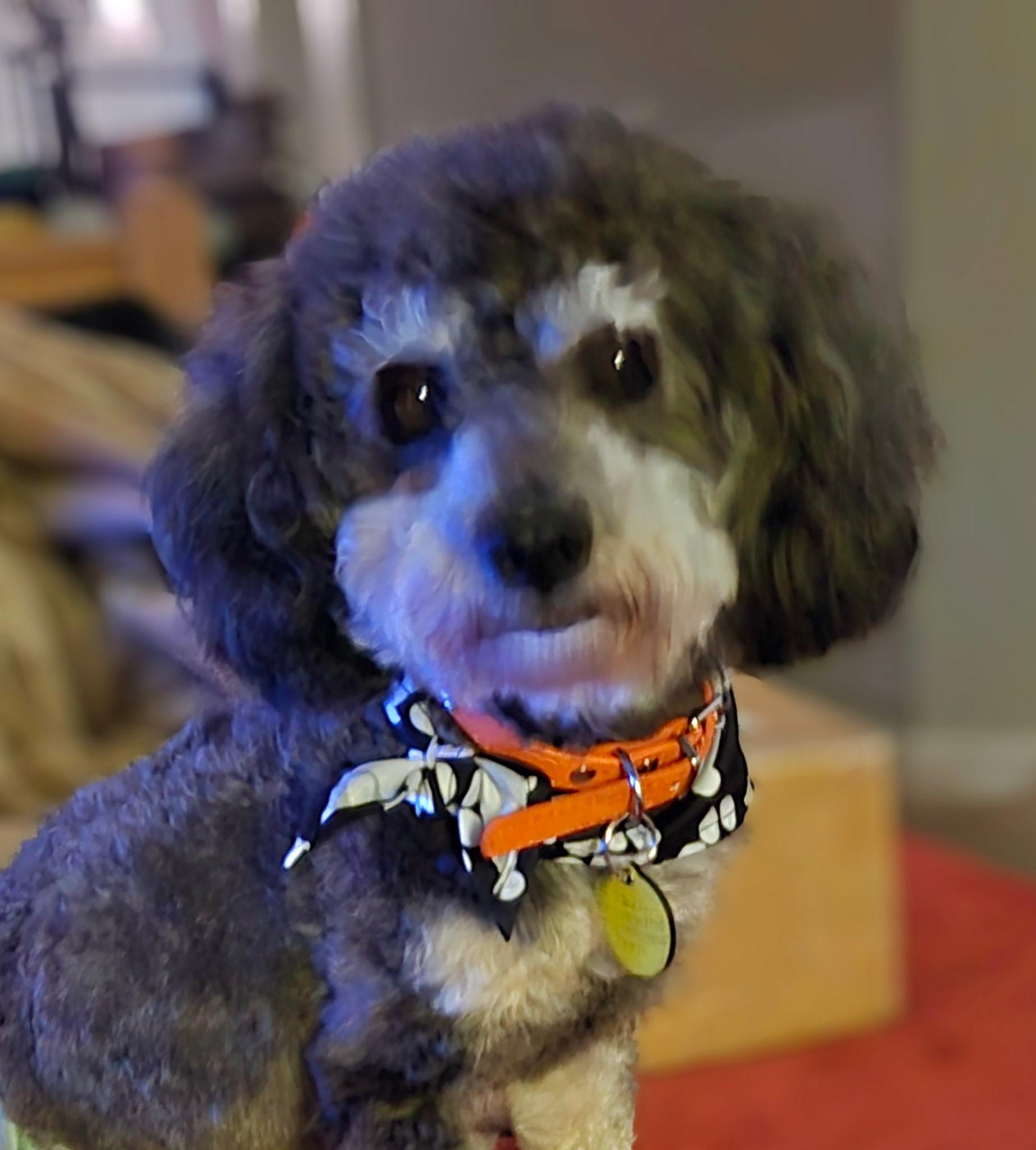 Enlarge Maksim, a Adoptable Miniature Poodle in Clarksburg, MD image 1/3