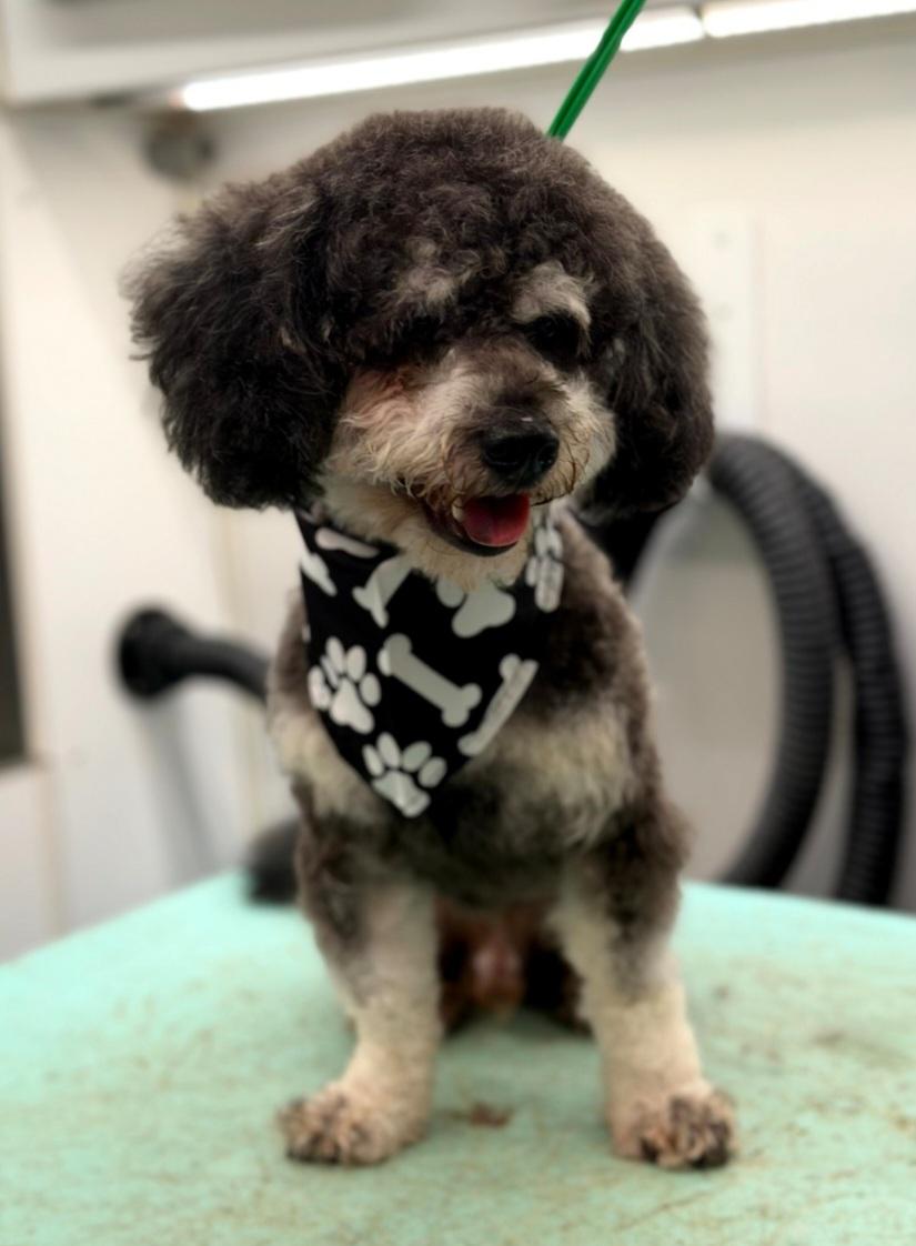 Enlarge Maksim, a Adoptable Miniature Poodle in Clarksburg, MD image 3/3