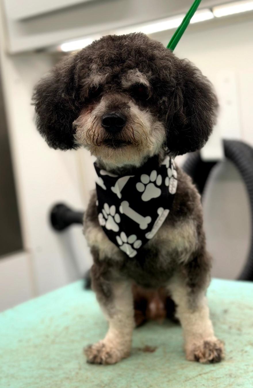 Enlarge Maksim, a Adoptable Miniature Poodle in Clarksburg, MD image 2/3