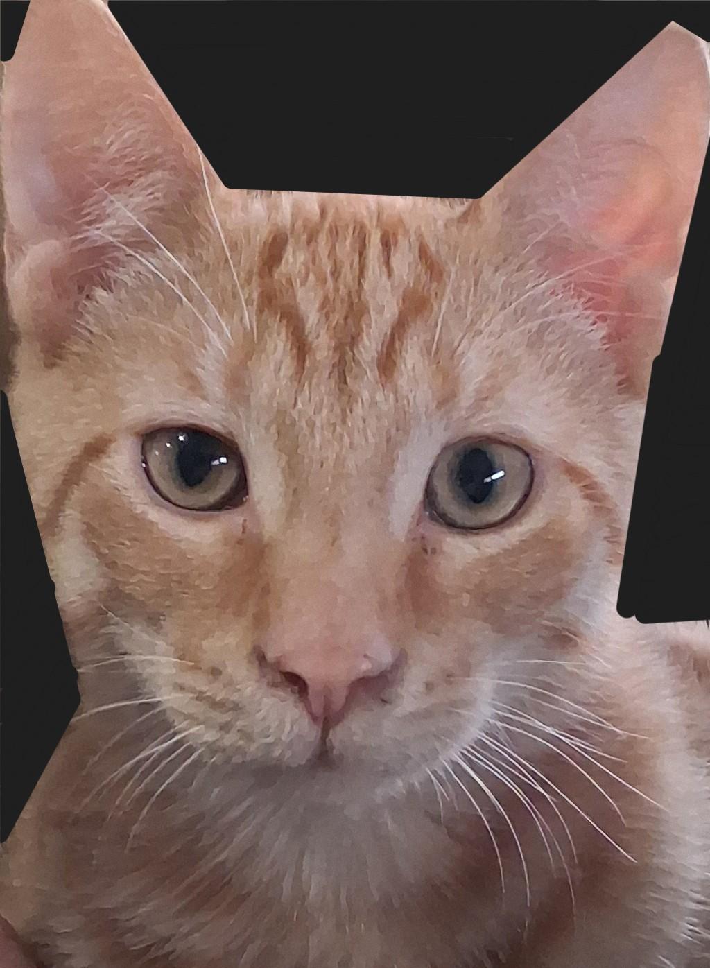 Enlarge Cinder, a Adoptable Domestic Short Hair in Mississauga, ON image 1/1