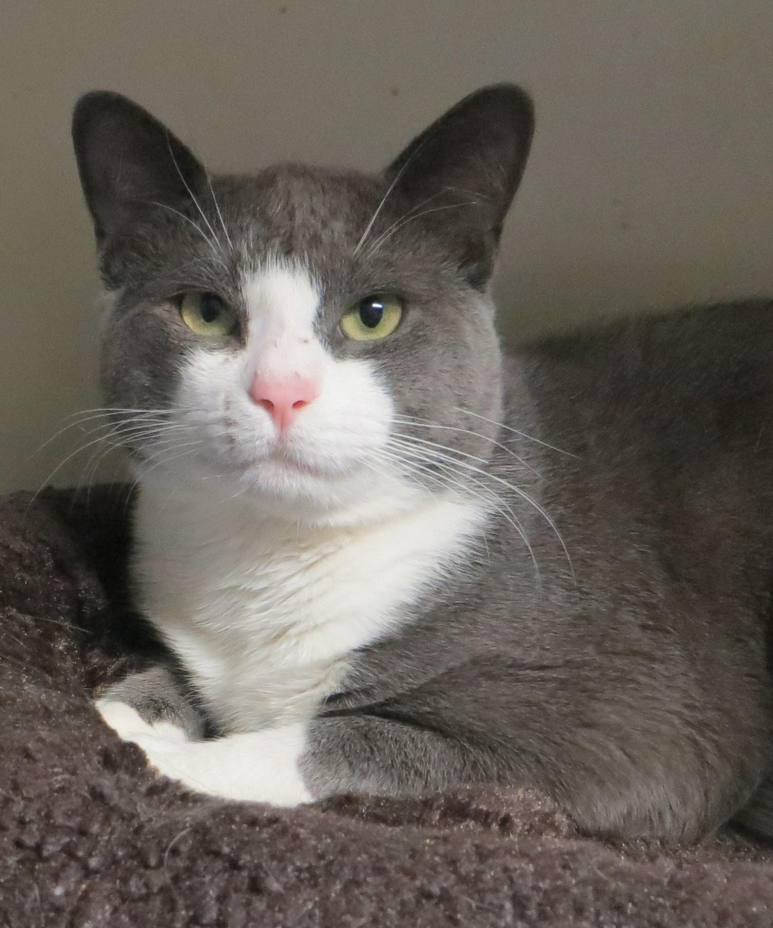 CAPTAIN & TENNILLE, Adoptable, Adult Male Domestic Short Hair.