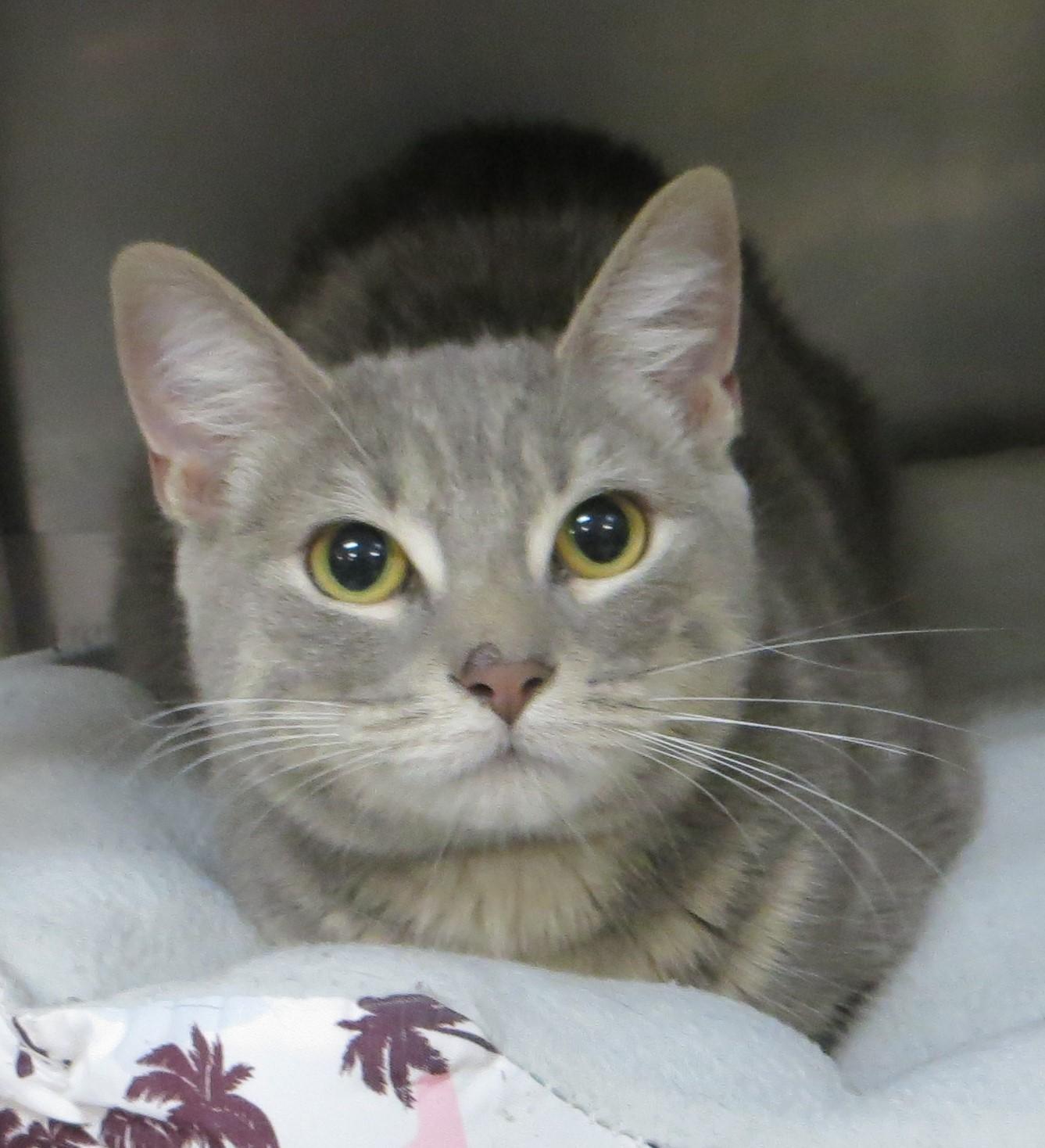 Enlarge CAPTAIN & TENNILLE, a Adoptable Domestic Short Hair in Taunton, MA image 6/6