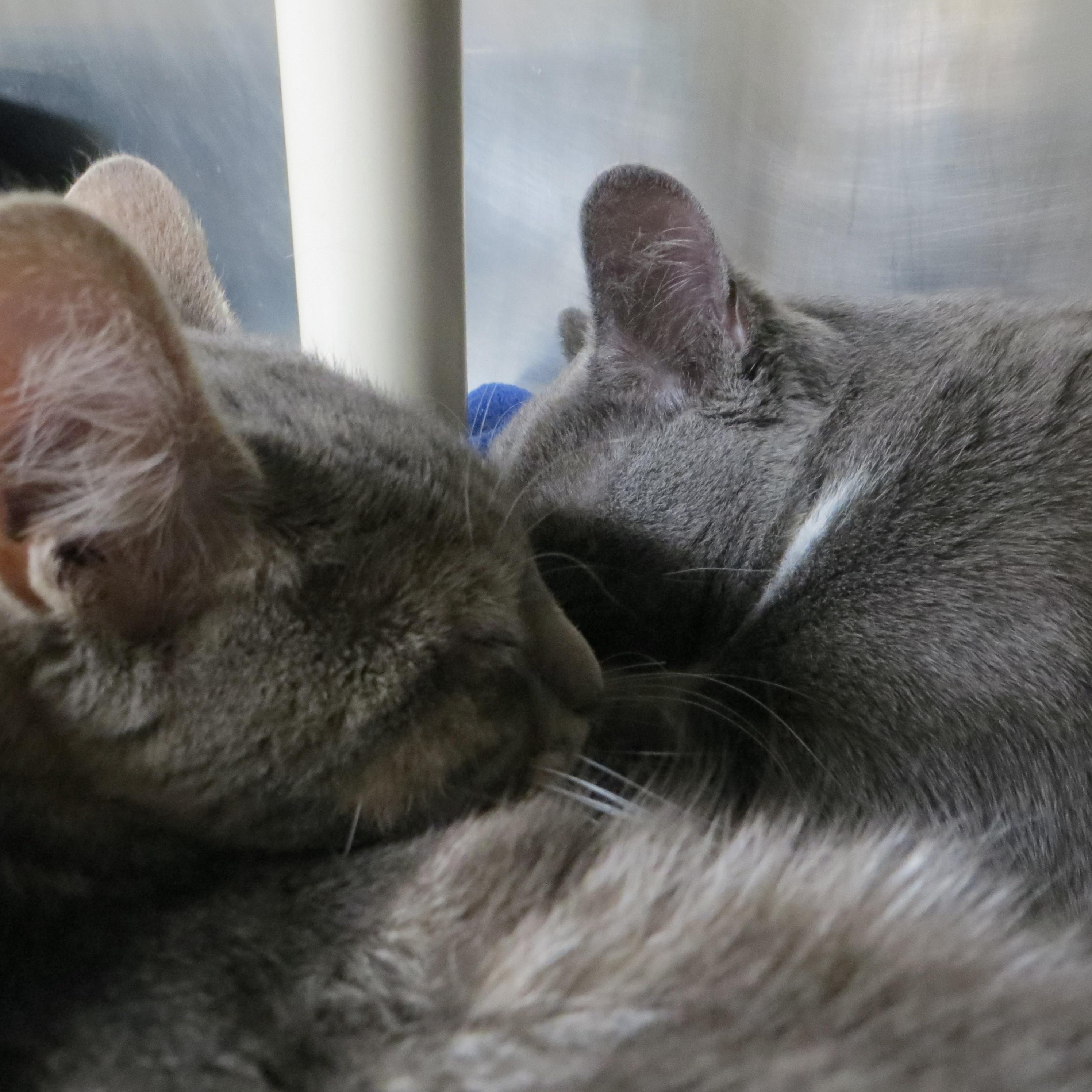 CAPTAIN & TENNILLE, a Adoptable Domestic Short Hair in Taunton, MA image 1/6
