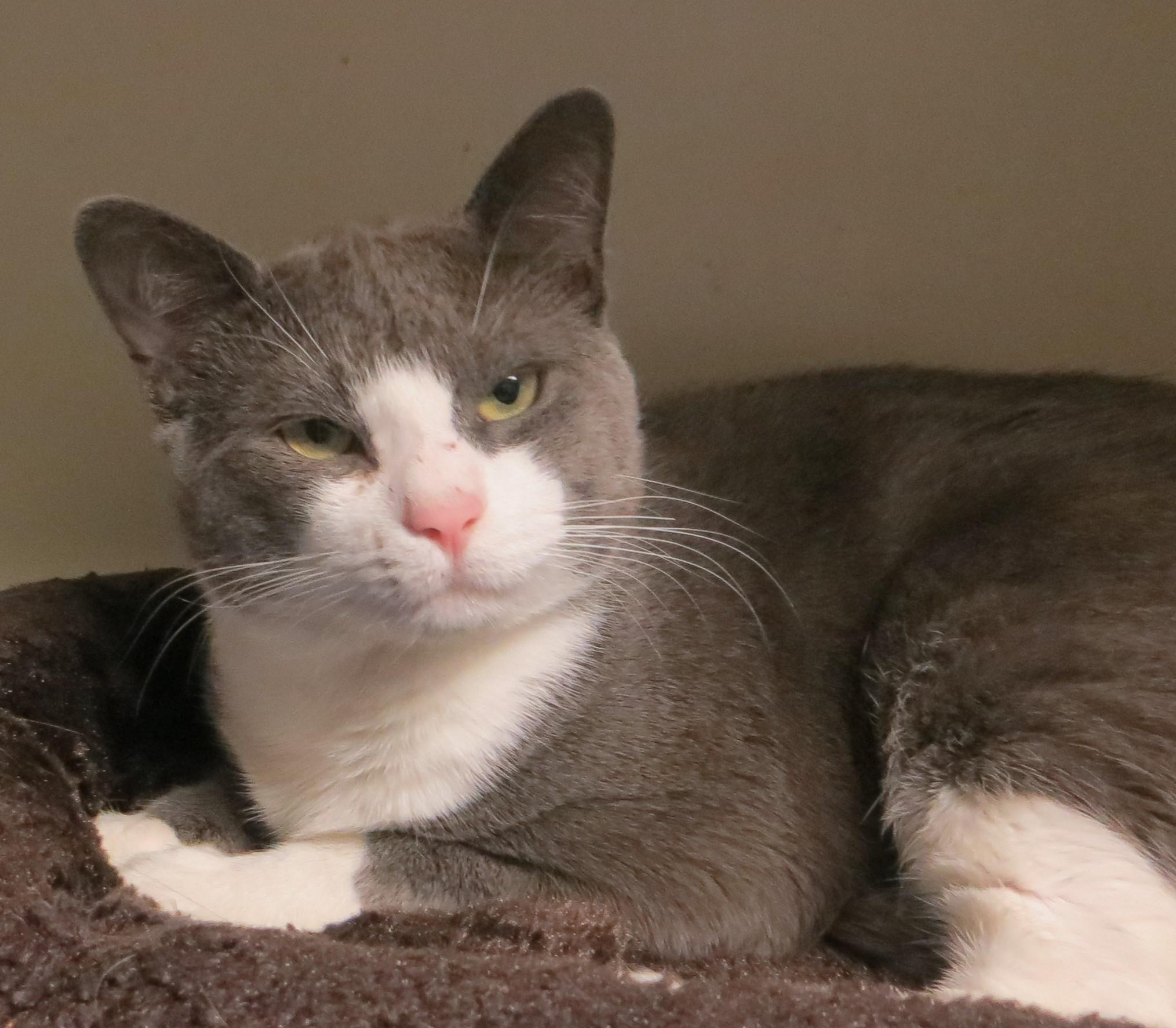 Enlarge CAPTAIN & TENNILLE, a Adoptable Domestic Short Hair in Taunton, MA image 2/6
