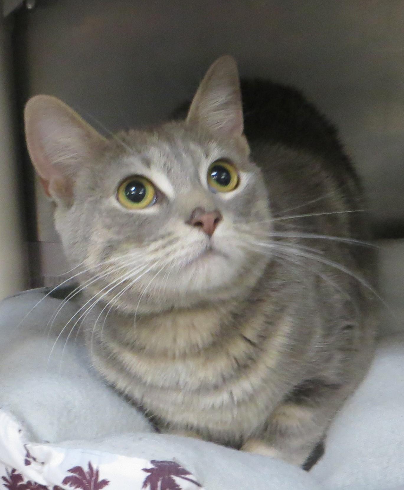 Enlarge CAPTAIN & TENNILLE, a Adoptable Domestic Short Hair in Taunton, MA image 5/6