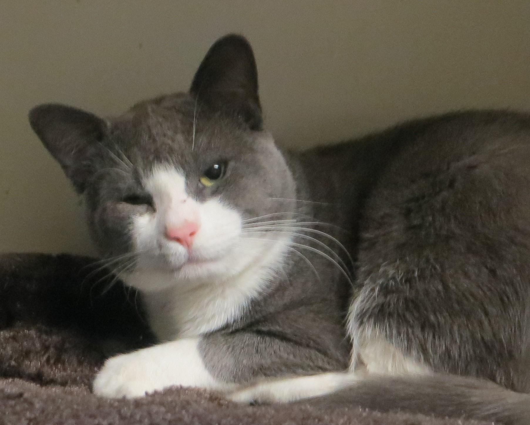 Enlarge CAPTAIN & TENNILLE, a Adoptable Domestic Short Hair in Taunton, MA image 3/6
