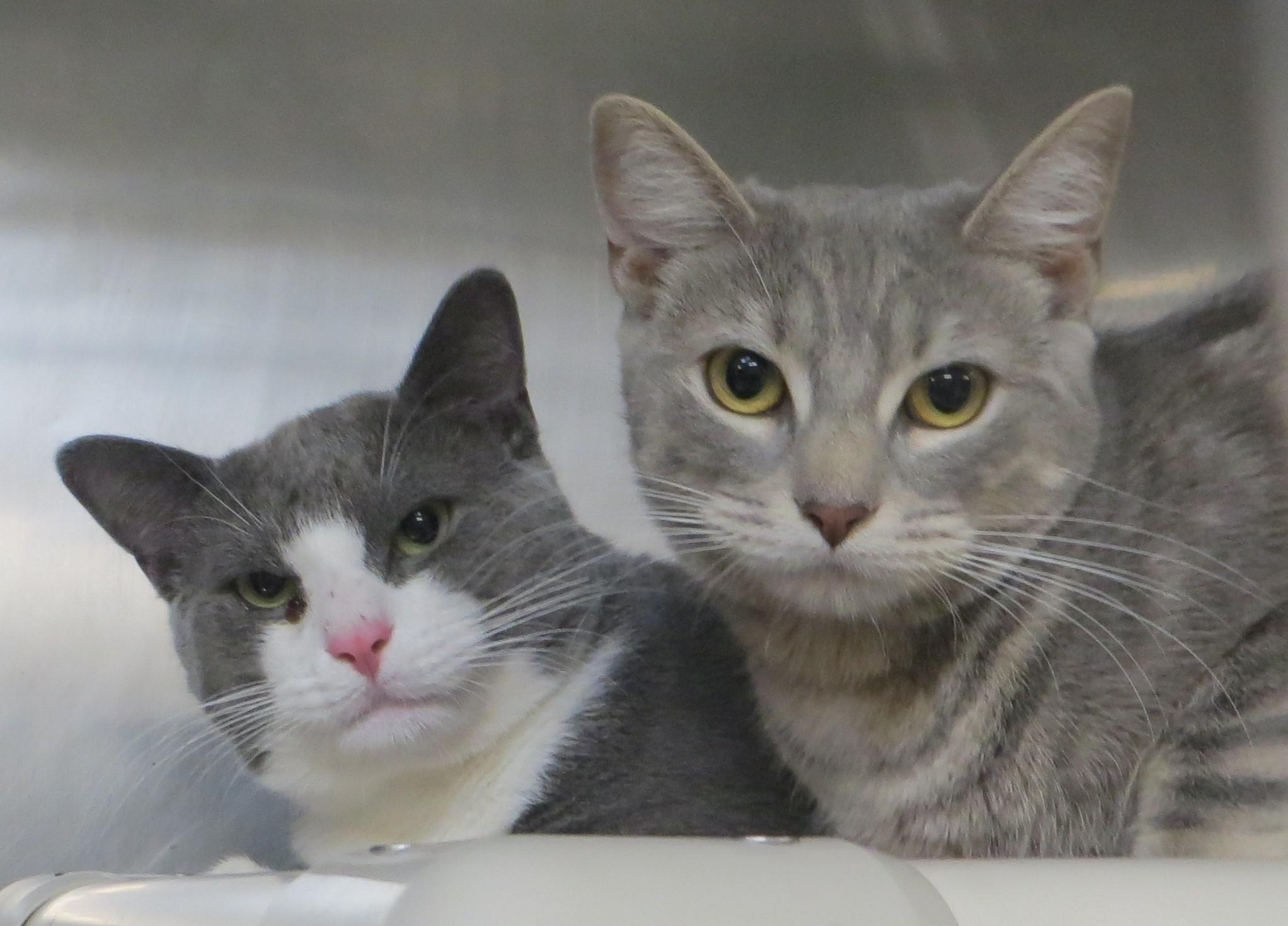 CAPTAIN & TENNILLE, a Adoptable Domestic Short Hair in Taunton, MA image 2/6