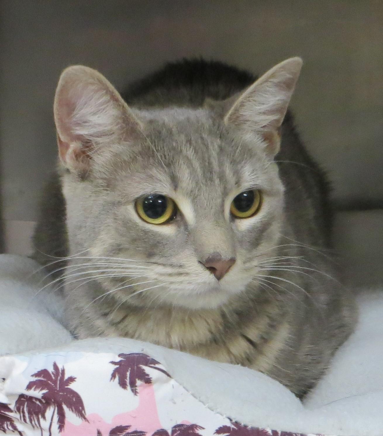 Enlarge CAPTAIN & TENNILLE, a Adoptable Domestic Short Hair in Taunton, MA image 4/6