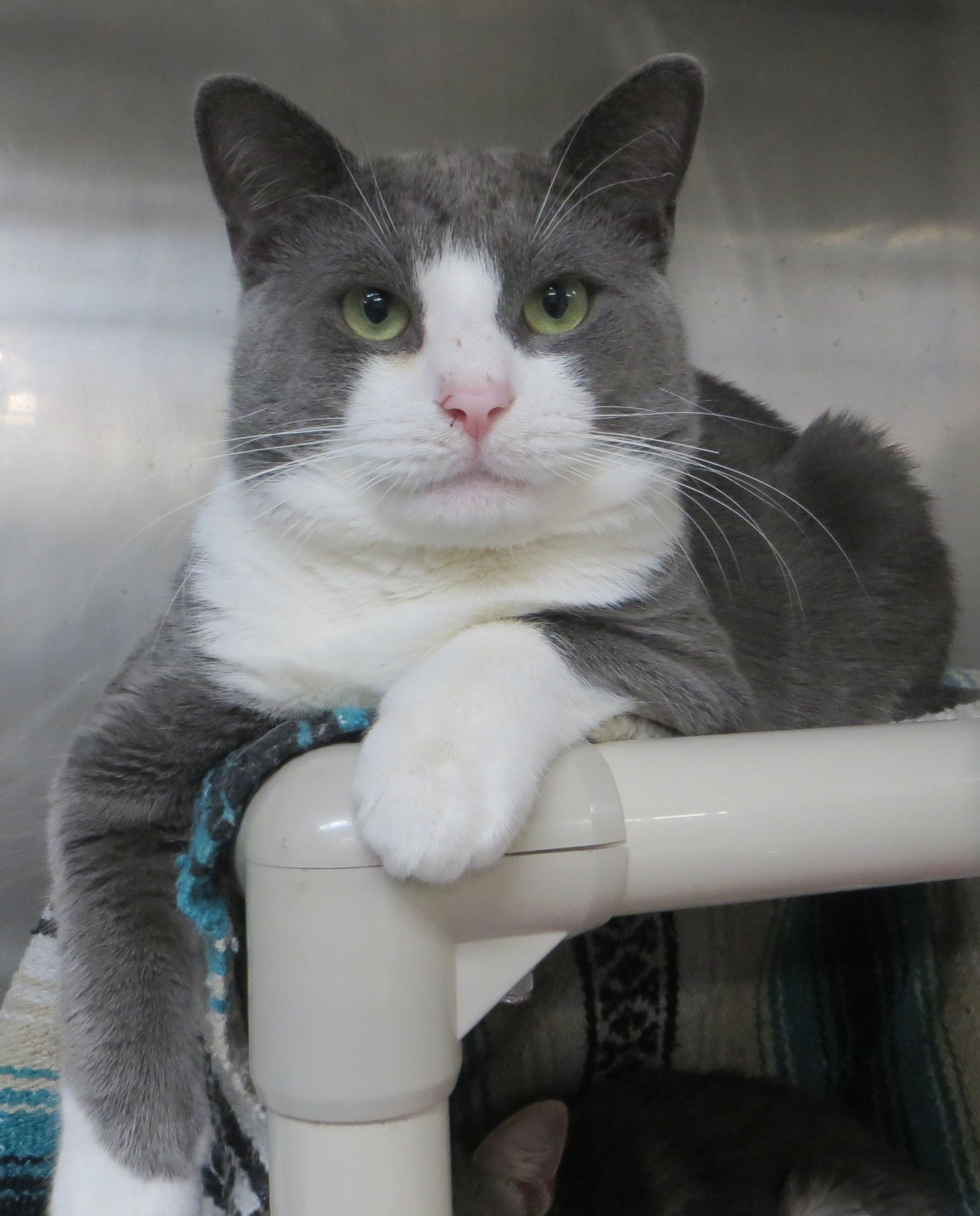 CAPTAIN & TENNILLE, a Adoptable Domestic Short Hair in Taunton, MA image 3/6
