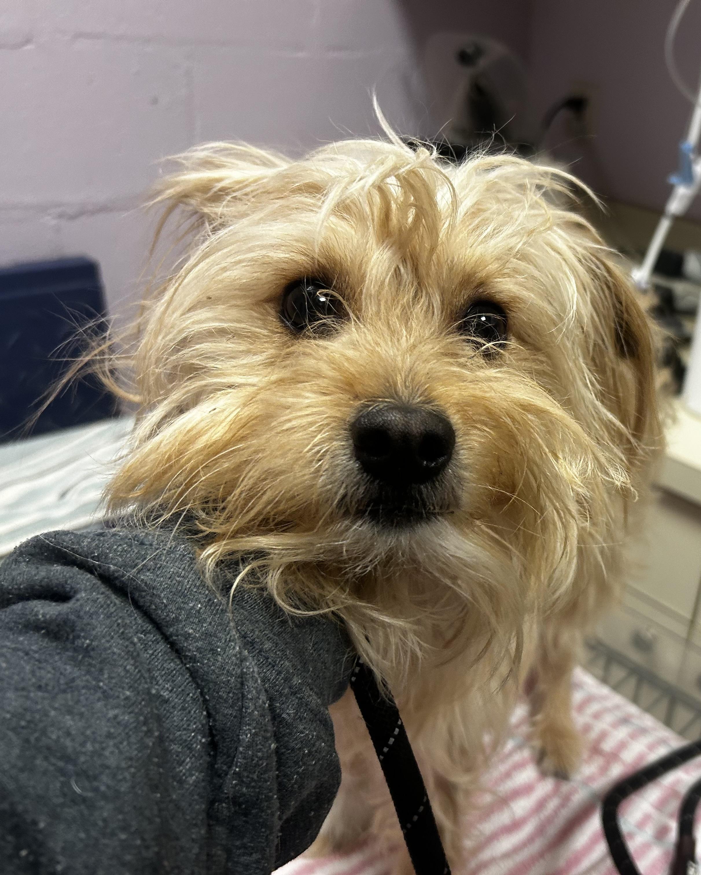 Cubby, a ADOPTABLE mixed breed in Oak Ridge, NJ image 5/6