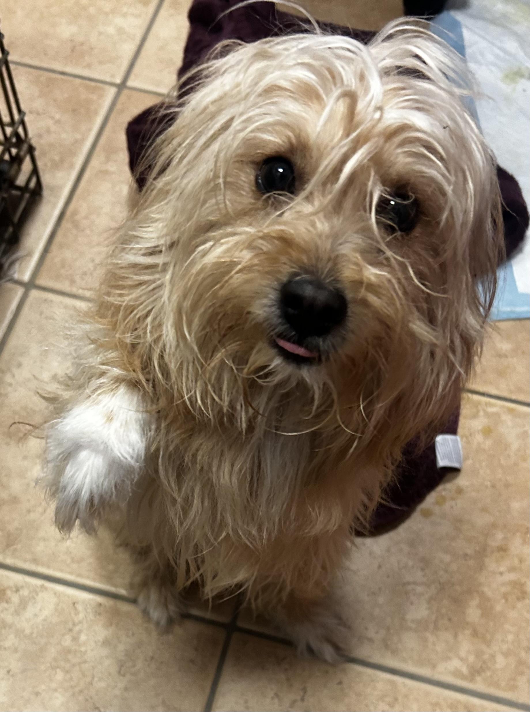 Cubby, a ADOPTABLE mixed breed in Oak Ridge, NJ image 2/6