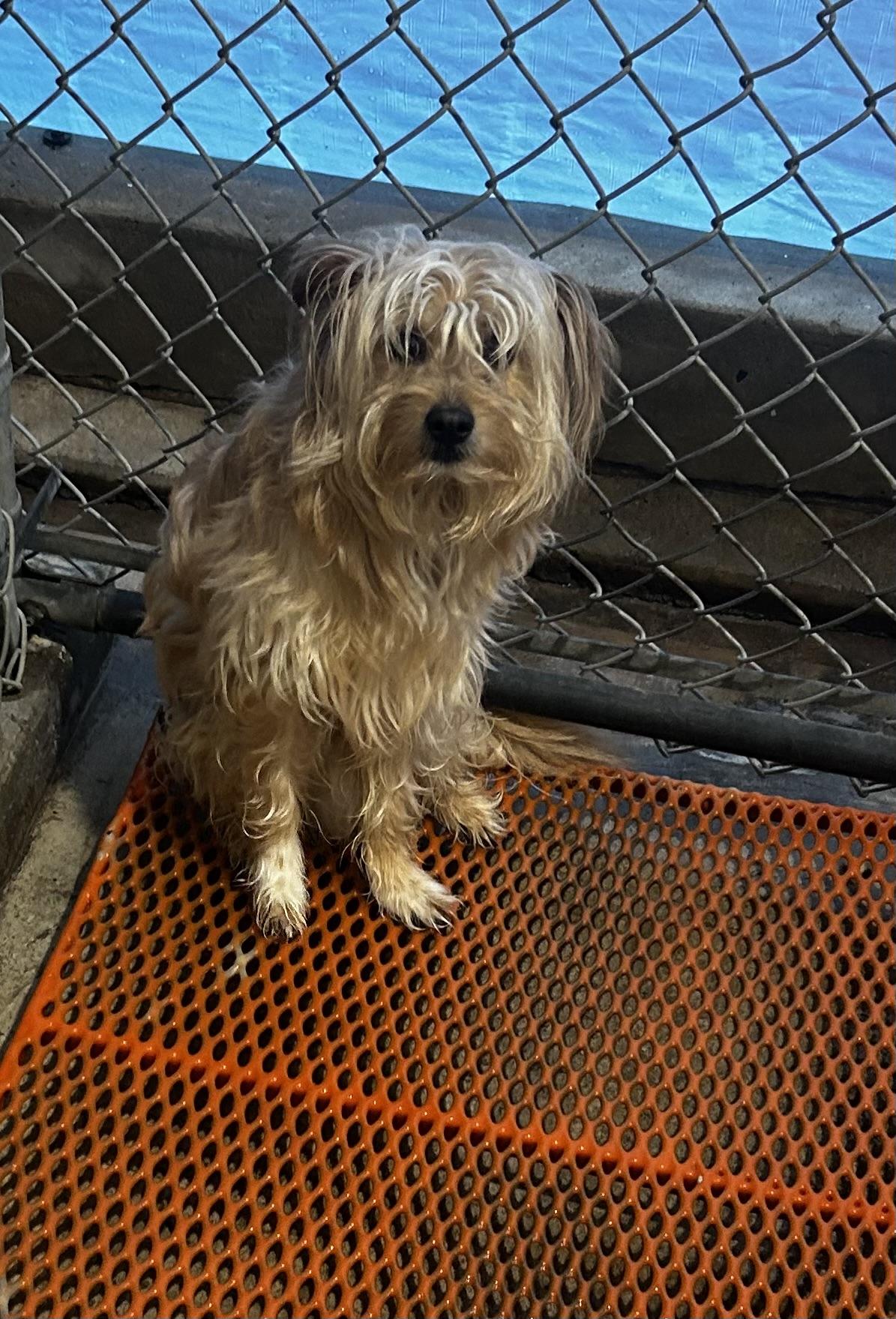 Cubby, a ADOPTABLE mixed breed in Oak Ridge, NJ image 4/6