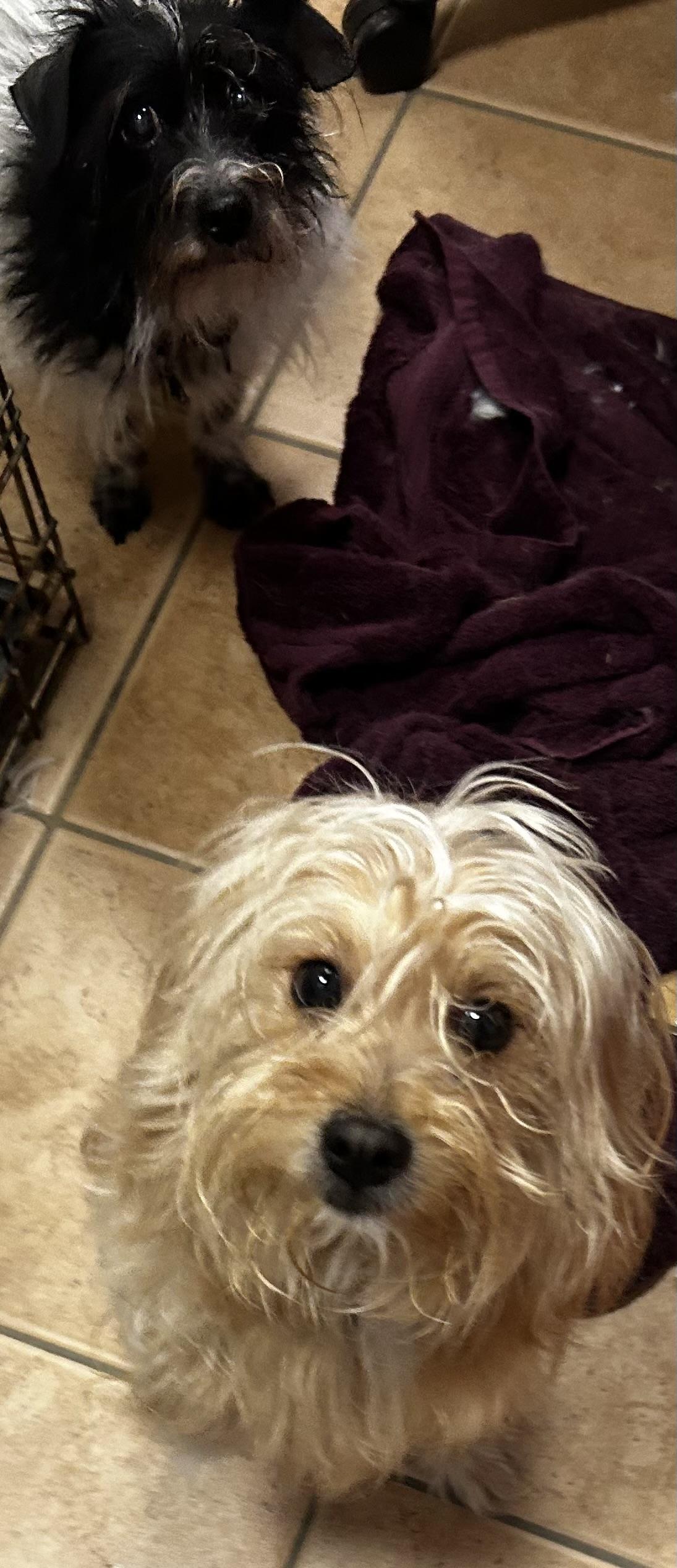 Cubby, a ADOPTABLE mixed breed in Oak Ridge, NJ image 6/6