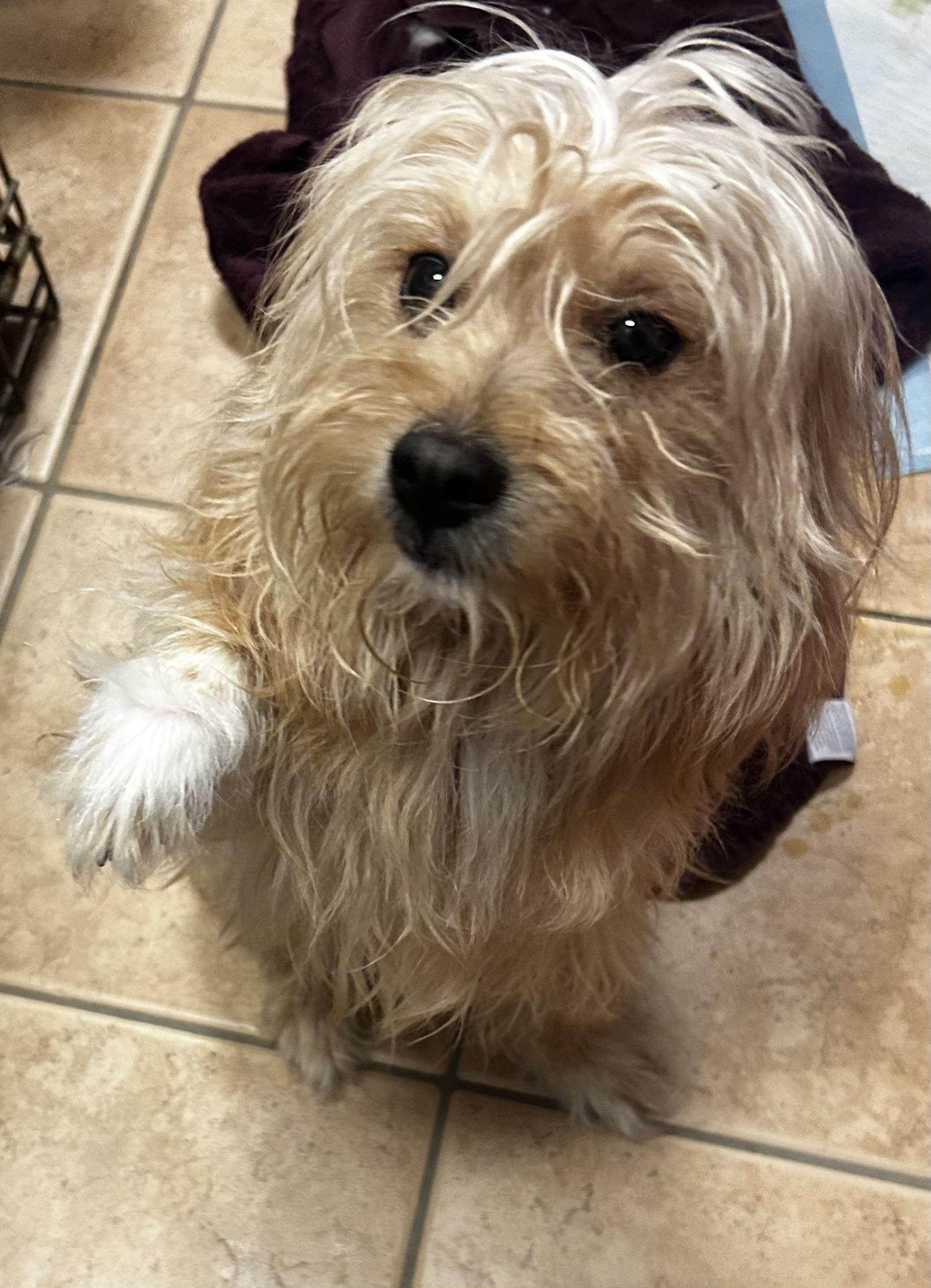 Cubby, a ADOPTABLE mixed breed in Oak Ridge, NJ image 3/6