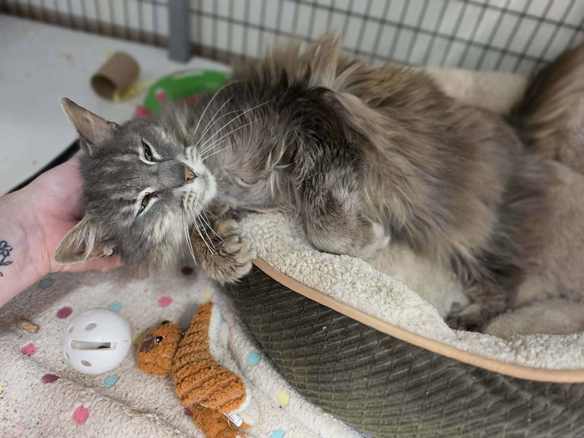 Enlarge Beaker, a ADOPTABLE Extra-Toes Cat / Hemingway Polydactyl in Grants Pass, OR image 2/4