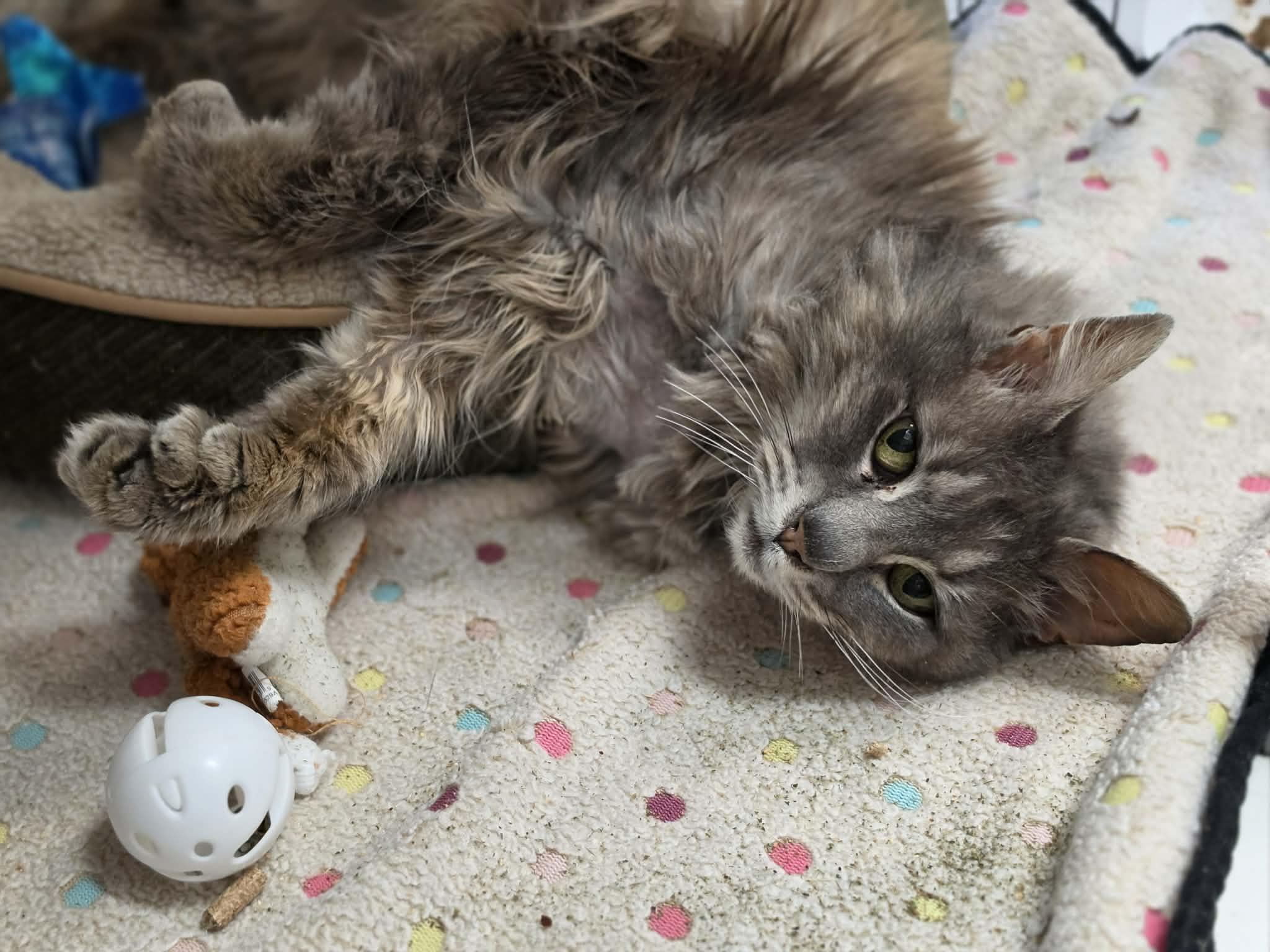 Enlarge Beaker, a ADOPTABLE Extra-Toes Cat / Hemingway Polydactyl in Grants Pass, OR image 4/4